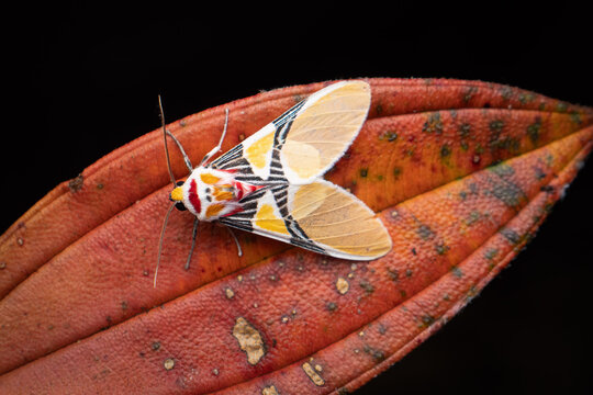 Close-up of a Clown Face Tiger Moth (Idalus heroid), Ecuador