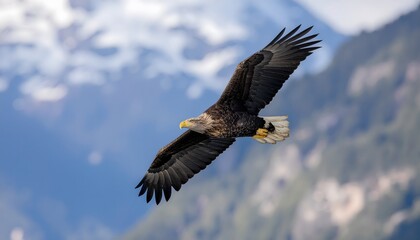 Majestic white-tailed eagle soaring through the bright blue sky with its wings spread wide, showcasing its powerful flight and impressive size against a backdrop of distant mountains and soft clouds.
