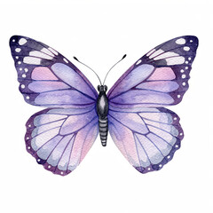 Beautiful Watercolor Butterfly Illustration with Purple and Pink Hues