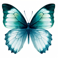 Stunning Teal and White Watercolor Butterfly Illustration with Intricate Wing Patterns