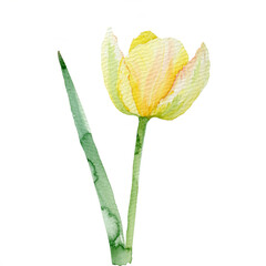 Delicate Watercolor Yellow Tulip Illustration with Green Stem and Leaves, a Beautiful Botanical Artwork for Spring