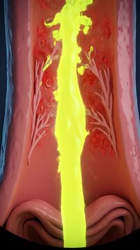 Animated 3D View of Stomach with Flowing Acidic Liquid Simulation Demonstrating Digestive Process and Medical