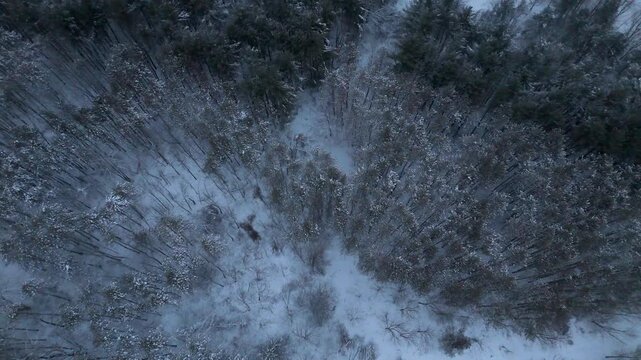 Top-down drone pass above the Bruce Trail forest in Ontario, Canada after fresh snowfall, revealing a winding clearing through snow-dusted treetops and dark evergreens.