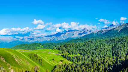 Lush forest and green grassland with mountain range natural landscape in Xinjiang