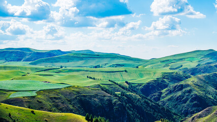 Aerial view of the rolling hills and green wheat fields with mountain natural landscape in Xinjiang, China.