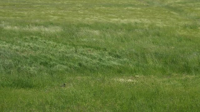Crow landing in tall grass swaying in the wind. Hortobagy national park, Hungary