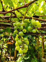 A green grape vine hanging from a tree