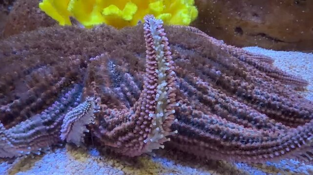 Sunflower sea star is the fastest and largest species of sea stars on the planet. It uses thousands of tube feet to move, glide, and catch prey.