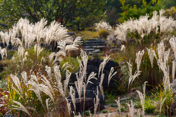  landscape of an autumn field filled with abundant silver grass