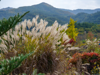  landscape of an autumn field filled with abundant silver grass