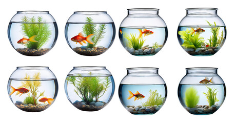 Variety of Goldfish in Different Aquatic Environments in Bowls, PNG bundle collection, Isolated on Transparent Background