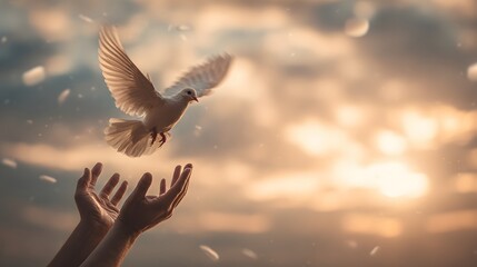 Dove of Peace Released into the Sunset Sky.