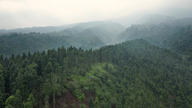 Aerial drone view of dense green pine forest in tropical Asian mountains. Ideal as calm nature background. Perfect for travel, environment, and relaxation visuals.