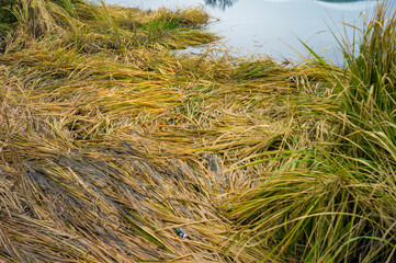 frozen reeds on a lake shore