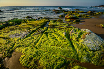 Beautiful rocky and mossy green beach at sunrise