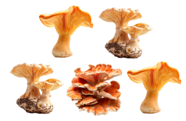 Lobster mushroom isolated on a white background
