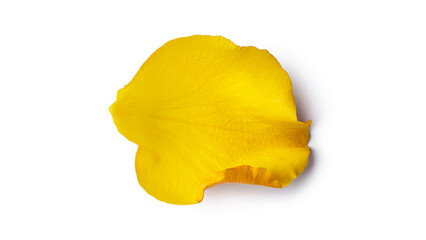 Naklejka premium Yellow rose petal isolated on a white background. High quality photo