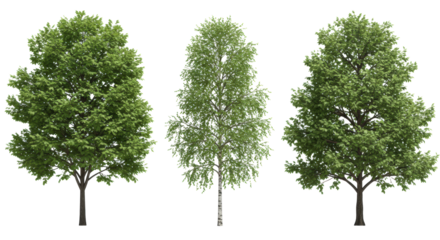 Three hyperdetailed 3d rendered deciduous trees (maple, birch, oak) with deep emerald summer foliage, isolated on a transparent background, extensive copy space. Concept for architectural