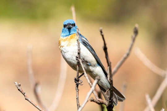 Wild lazuli bunting perched in a tree in a park in Colorado