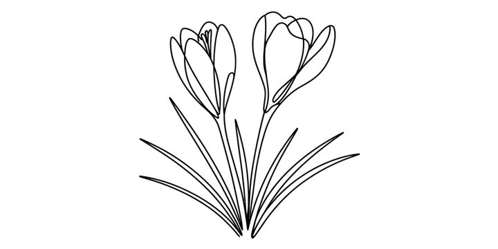 Continuous one line drawing of two spring crocus flowers on white background Vector, illustration