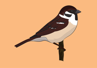 Sparrow Vector Vector Image  
