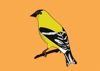 Goldfinch Vector Image 
