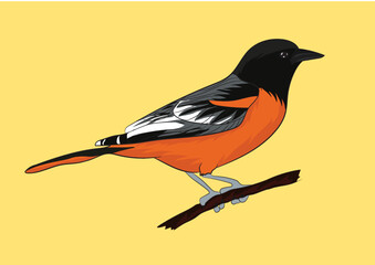Turdus Migratorius Vector Image 
