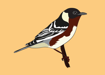 American Tree Sparrow Vector Image 
