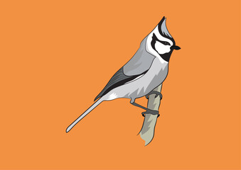 Eurasian Jay Vector Image  
