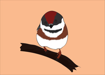 Tree Sparrow Vector Image 
