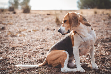 Beagle dog outdoors in natural environment