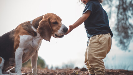 Beagle dog eating food from child&rsquo;s hand in pine forest