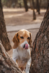 Beagle dog outdoors in natural environment