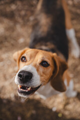 Beagle dog howling outdoors in natural environment