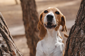 Beagle dog howling outdoors in natural environment