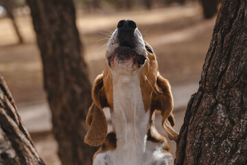 Beagle dog howling outdoors