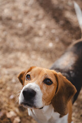 Beagle dog outdoors in natural environment