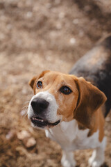 Beagle dog outdoors in natural environment