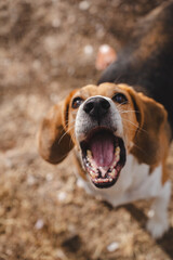 Beagle dog howling outdoors in natural environment