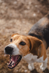 Beagle dog outdoors in natural environment