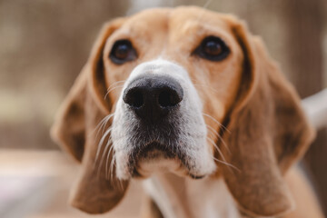 Beagle dog outdoors in natural environment