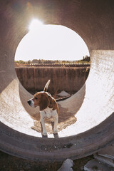 Beagle dog outdoors in natural environment