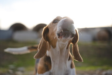 Beagle dog howling outdoors
