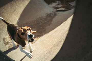 Beagle dog outdoors in natural environment