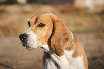 Beagle dog outdoors in natural environment