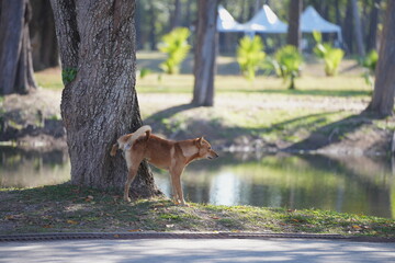 a brown dog lifting its leg to urinate beside a tree in a park near a pond. The peaceful setting with soft sunlight highlights a natural moment of everyday animal behavior