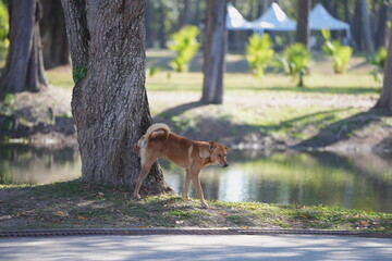 a brown dog lifting its leg to urinate beside a tree in a park near a pond. The peaceful setting with soft sunlight highlights a natural moment of everyday animal behavior