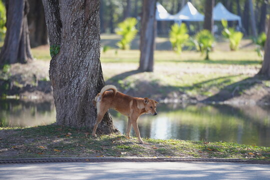 a brown dog lifting its leg to urinate beside a tree in a park near a pond. The peaceful setting with soft sunlight highlights a natural moment of everyday animal behavior