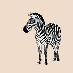 Zebra Vector Image  
