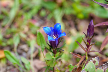 Close-up photo of blue Gentian flowers (scientific name: Gentiana scabra) in bloom during autumn